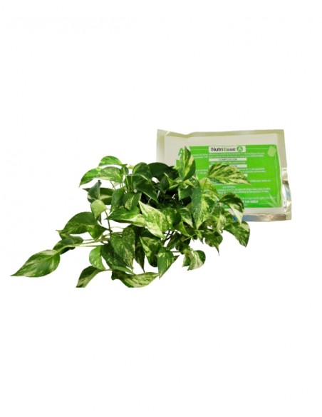 Fertilizante en polvo hidropónico. Nutribase A+B. Altamente soluble.
